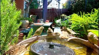 Hooded Orioles, Finches & Sparrows Splashing at Backyard Bird Bath | Mission Hills San Diego Birds