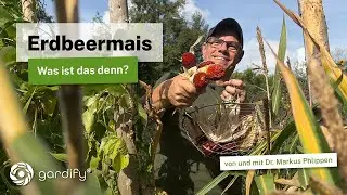 Erdbeermais: Anbau, Ernte & Popcorn – Caros und Markus Tipps für deinen Garten!
