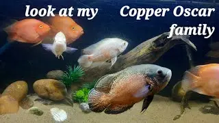 Copper Oscar family look at my aquarium