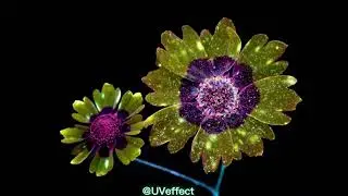 Flowers that change under ultraviolet light!!!