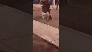 Ayuada a  biscar ami perrita😭😭😭😭😭😭😭😭😭😭