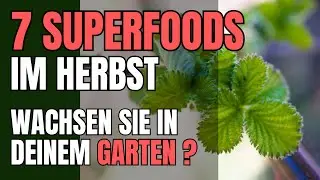 Essbare Wildpflanzen Herbst: Deine 7 Herbst Superfoods direkt vor der Tür!
