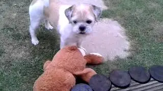 Brian the famous jackshit sits & burps on command