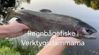 Riktigt bra fiske efter regnbåge i Verktygsdammarna, Tyringe.