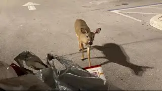 key deer sniffs my groceries 🦌 Florida Keys