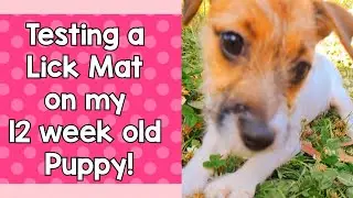 CUTE Puppy Reviews Kmart Anko Slow Eat Mat $8