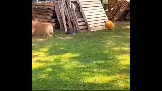 Chicken Plays Hide and Seek with Dog #funnyanimals #cuteanimals #animalshorts