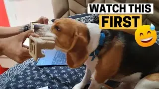 Biggest Downsides of Owning a Beagle