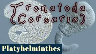 Cercaria - larval stage of Trematodes (Platyhelminthes or Flatworm)