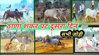 ठाणा शंकर पट दूसरा दिन की सभी जोड़ी #bailgadasharyat #shankarpat #thanashankarpat 