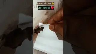 i save life of baby bats&hearts;️#shorts#animal#viral#youtube