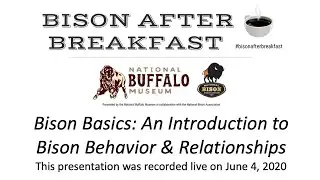 Bison After Breakfast - An Introduction to Bison Behavior and Relationships, June 4, 2020