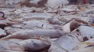 Hilsa Khayra fish | Shrimp | Dublarchor | Sundarban | Bangladesh Big Fish Spot | ইলিশ, চিংড়ি মাছ