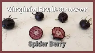 Spider Berry ( Campanumoea lancifolia or Cyclocodon lancifolius ) Spider fruit / Hong Guo Shen 蜘蛛果