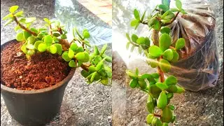 Unboxing Good luck Jade Plant|Nurserylive|Indoor Plant #shorts