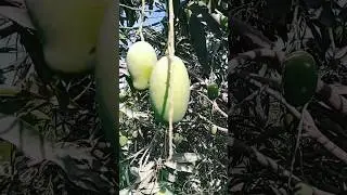 Enjoying beautiful mango fruit #juicy #mango #capcut #fruits #shorts