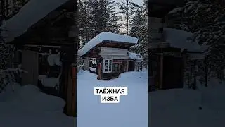 #lifeintaiga #hermit #taiga #nature #forest #stepanabronin