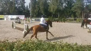 CS Dielsdorf - B/R 100 - Janneke P by Untouched x Narcos II - SOLD