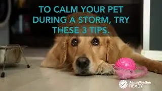 3 tips to keep your pet calm during a thunderstorm
