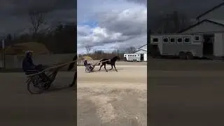 Drebin: NJ-bred tc x Walner