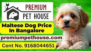 Maltese price in Bangalore | Maltese Puppies For Sale In Bangalore - Premium Pet House
