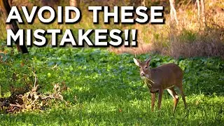 3 Common Food Plot Mistakes To Avoid
