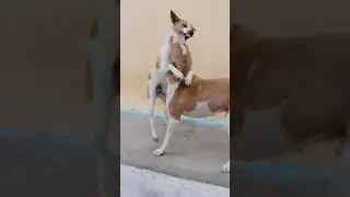 dog #fighting ye kya hua 😱😱😱
