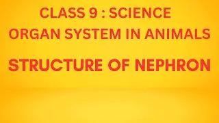 Structure of Nephron | Organ System in Animals | Class 9 | Tamil