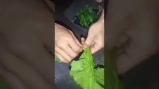 ||Village style Spinach & pork with rice flour Easy & Delicious Recipe|| 🥬✨#shorts #pork #recipe