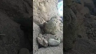 Birds partridge chicks😘🐥 #beautybirds #babybirds #wildlife
