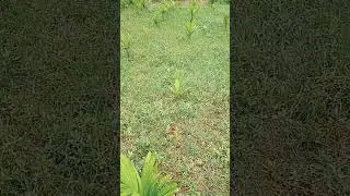 Betel nuts Plants | Betel nuts Plants which are growing in my land #betelnut