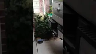 This Hummingbird loves bottle brushes!