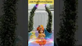 Jade Plant Krishna Twin Towers Topiary #jadeplant #krishna #twintowers #topiary #shorts