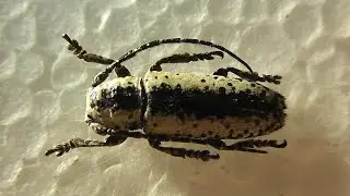 ИЗ МИРА: 134. Miaenia irrorata