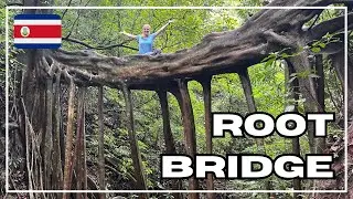 Amazing Bridge Made of Tree Roots in Monteverde, Costa Rica!