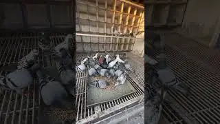 They know it&rsquo;s feeding time the moment I open the door #PigeonTraining #RacingPigeons #PigeonLovers