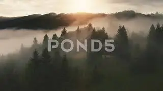 🔥 Halloween Drone Footage: MYSTICAL Foggy Forest Pine Trees & Heavy Mist Spooky Sunset Stock Video