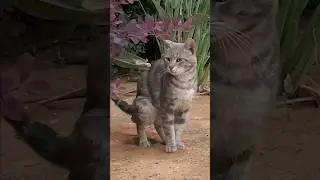 Amazing gray tabby cat taking care of business 😹