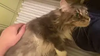 Valentina's first 24 hours... Introducing Cats Day One - Base Camp & Scent Swapping