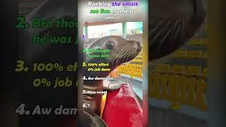 Ranking the silliest sea lion moments pt.2