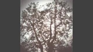 Sheltering Sky