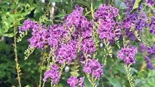 What flower is this? #cohaU70