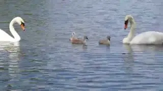 Coot v Swan II
