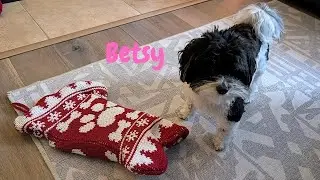 Betsy's Christmas Day!🎄🥰