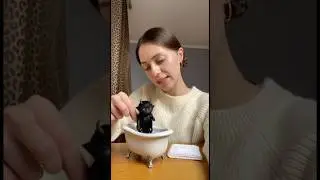 Підібрала бездомного цікавого песика на дворі та вирішила покупати #ai #ші #rek #реки #собака