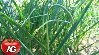 Do not break out the shoot with garlic seeds until you watch this video