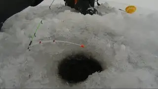 Боковой кивок в глухозимье без рыбы не оставит. Ловля плотвы