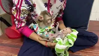 So adorable baby monkey feeling lovely that mummy take care and sharing food to eating delicious