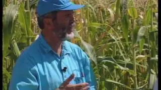 How To Grow Blue Corn