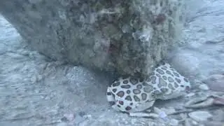 Calico Crab